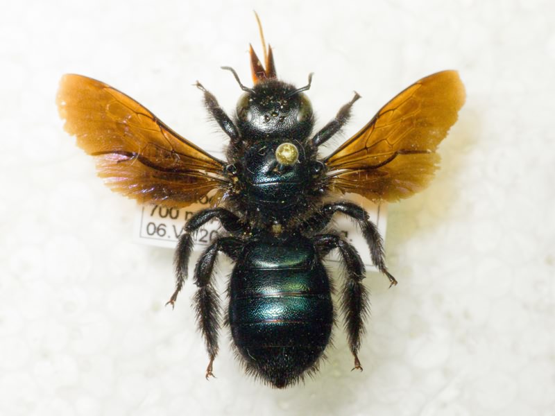 Hymenoptera